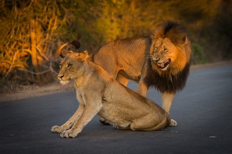 106 Kruger National Park, leeuwen.jpg